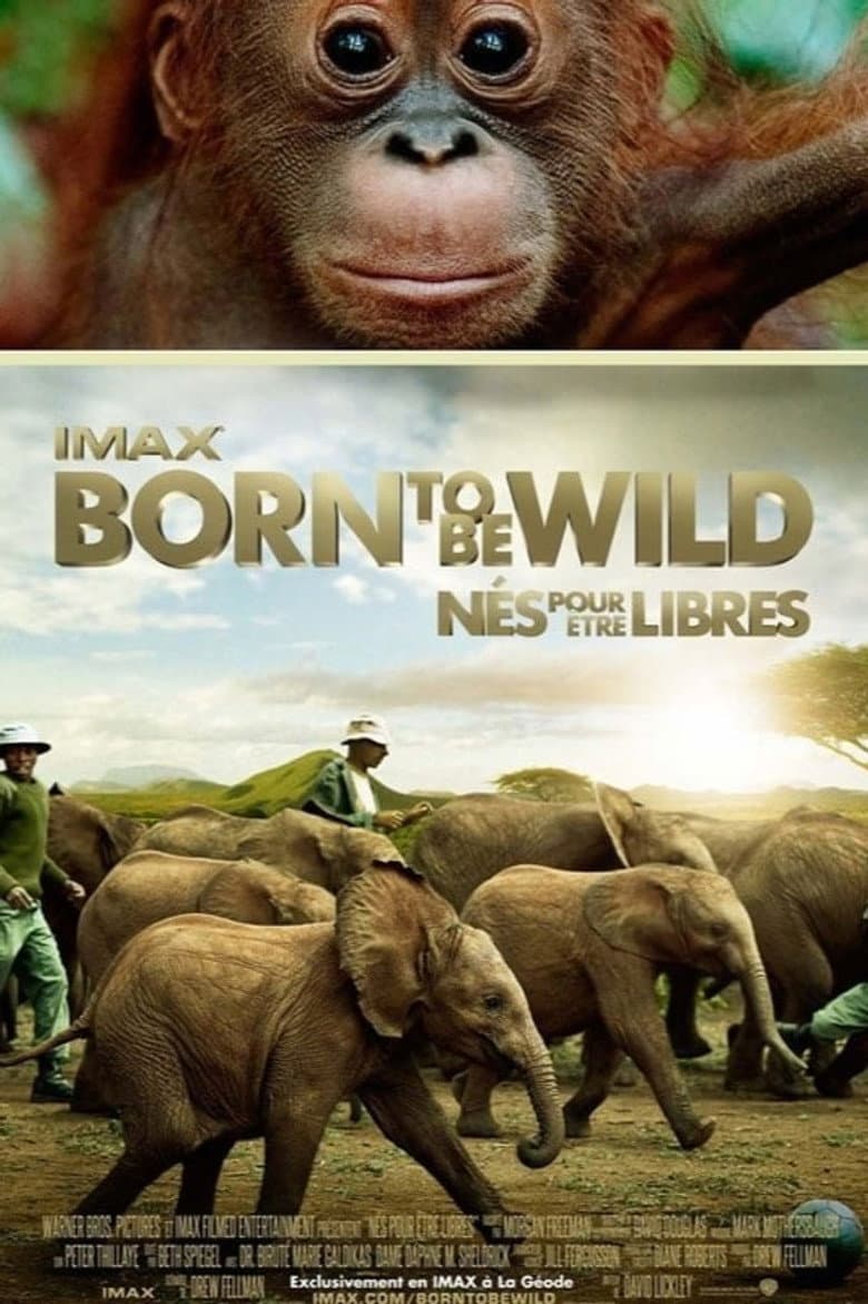Affiche de Born to Be Wild