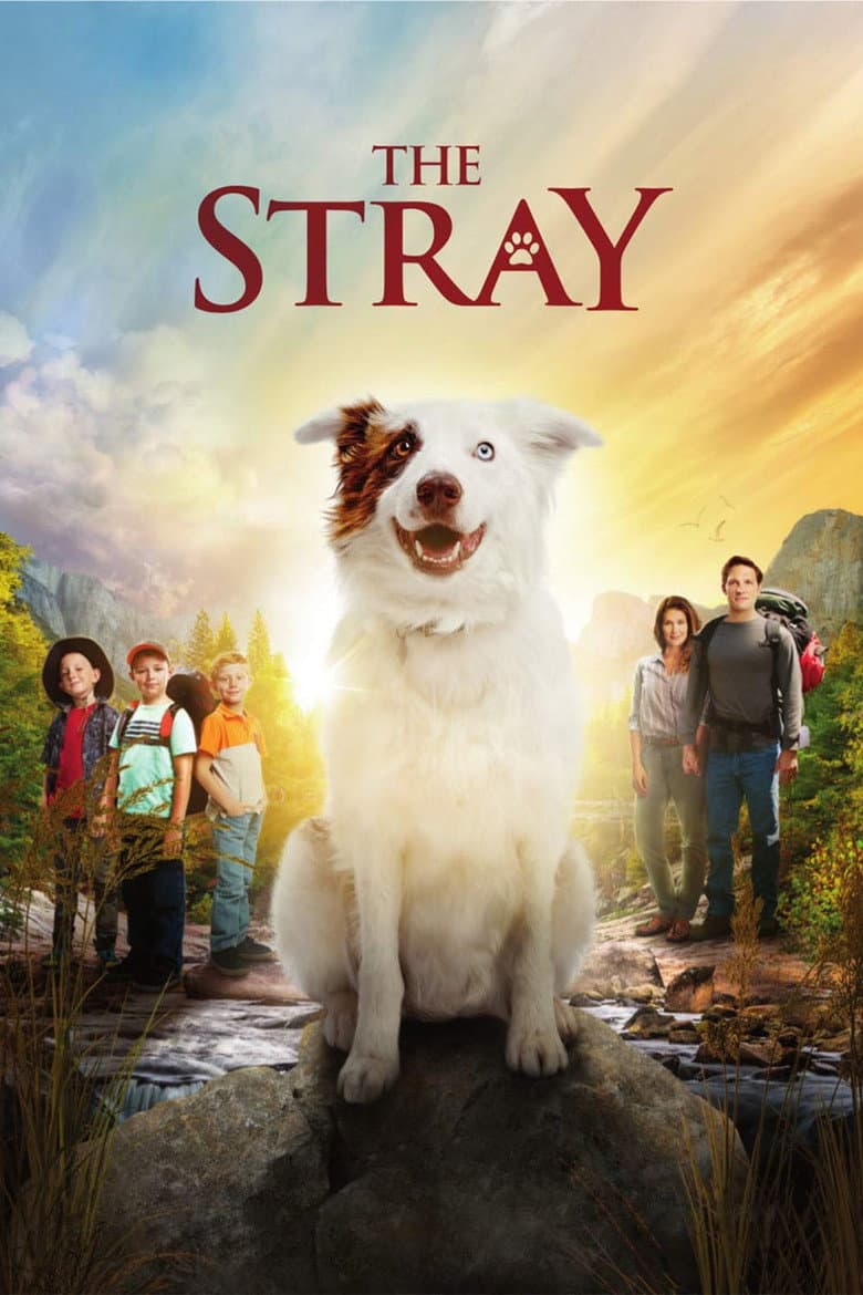 Affiche de The Stray