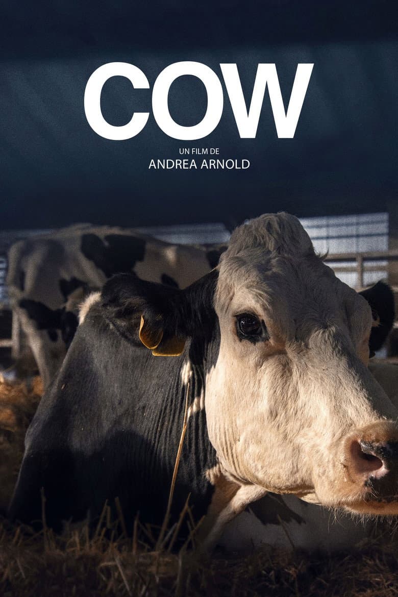 Affiche de Cow